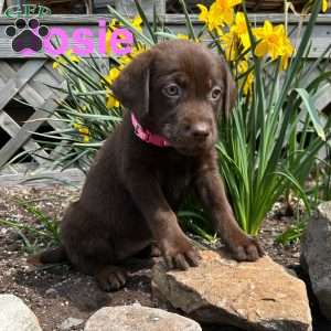 Josie, Chocolate Labrador Retriever Puppy
